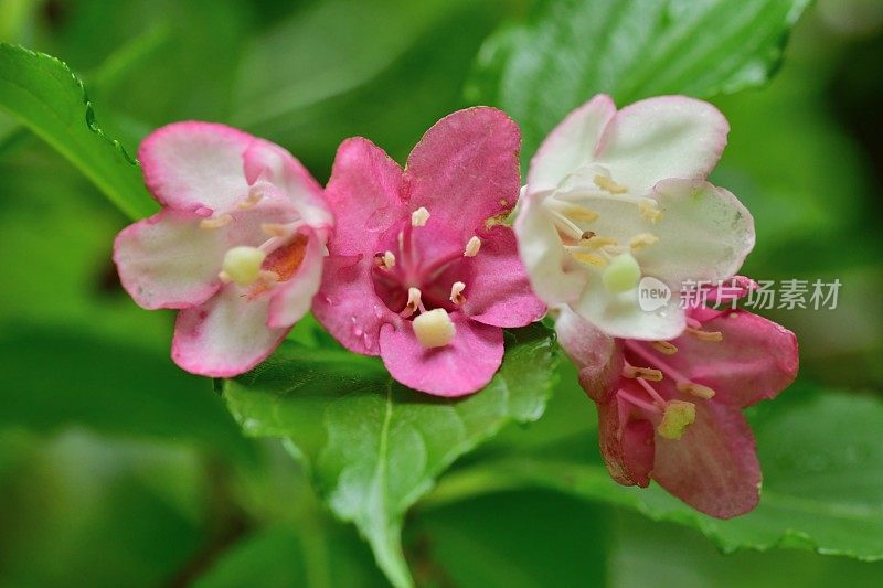 Weigela coraeensis花